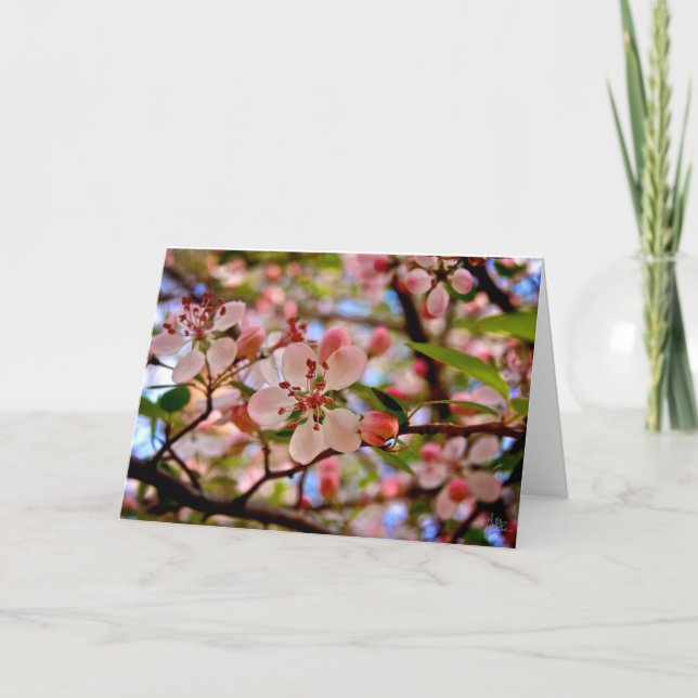 Cartão Cherry Blossom [Cartão de Saudação] (Frente)