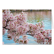 Cherry Blossoms
