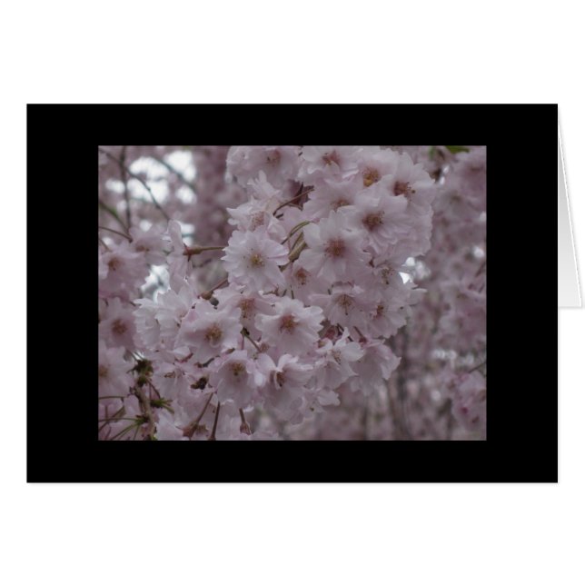Cartão Cherry Blossoms (Frente Horizontal)