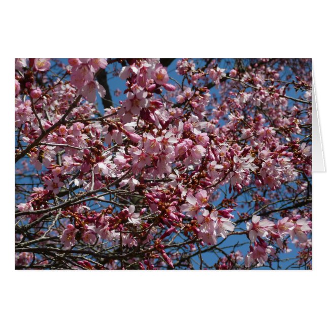 Cartão Cherry Blossoms e Blue Sky Primavera Floral (Frente Horizontal)