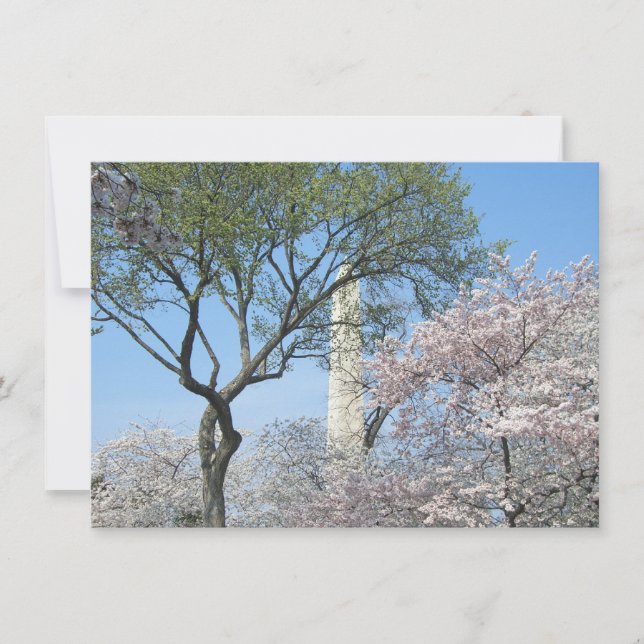 Cartão Cherry Blossoms e o Monumento de Washington em DC (Frente)
