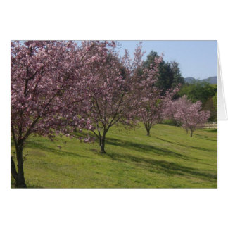 Cartão Cherry Blossoms Em Bloom De Cheio