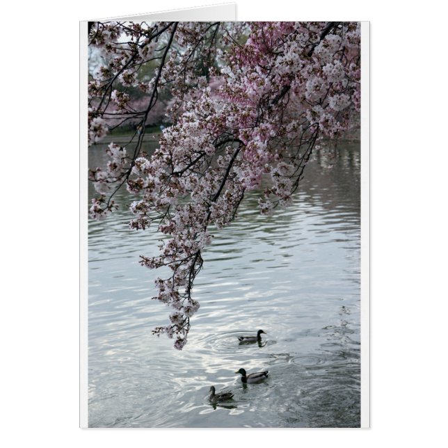 Cartão Cherry Blossoms Washington DC (Frente)