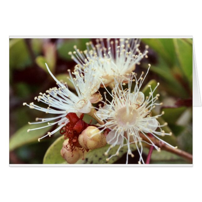 Cartão Cherry Bush australiano (Frente Horizontal)