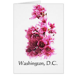 Cartão Cherry floresce em Washington, DC.