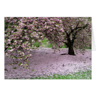 Cartão Cherry Trees Blossoms Primavera no Central Park