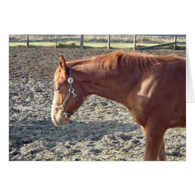 Cartão Chestnut Horse Love (Frente Horizontal)