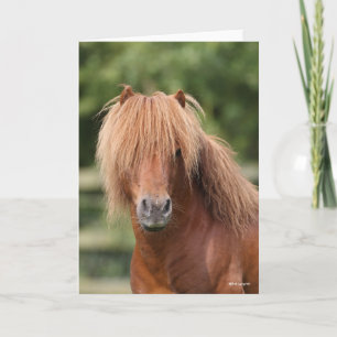 Cartão Chestnut Shetland Pony Stallion headshot
