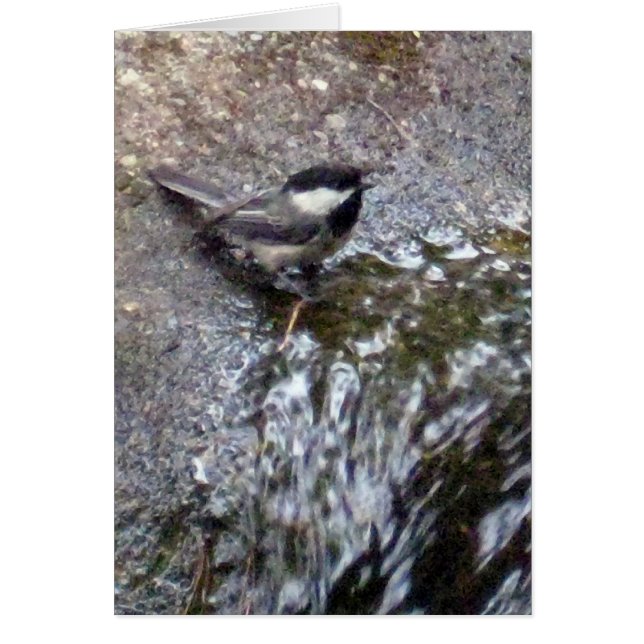 Cartão Chickadee (Frente)