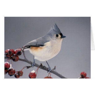 Cartão Chickadee