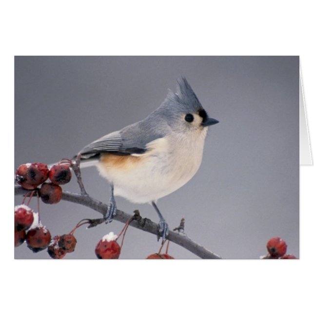 Cartão Chickadee (Frente Horizontal)