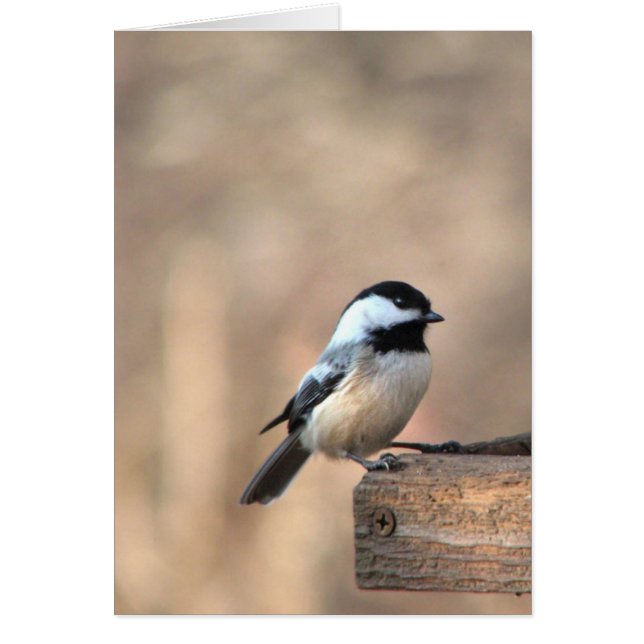 Cartão Chickadee na luz dourada (Frente)