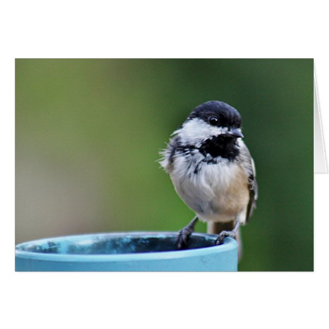 Cartão chickadee Preto-tampado (Frente Horizontal)