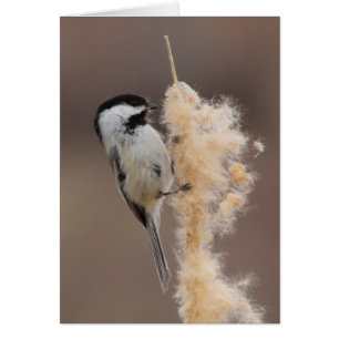 Cartão Chickadee Preto-tampado