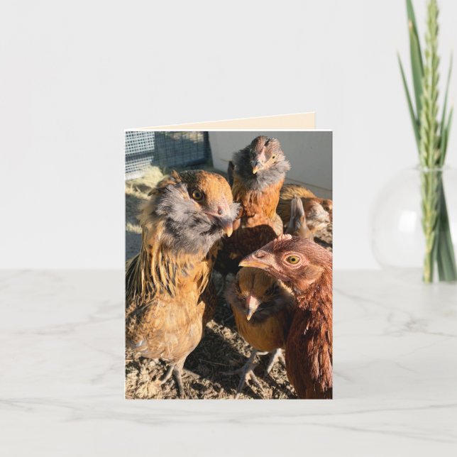 Cartão Chickens Gathering Close-Up Photograph (Frente)