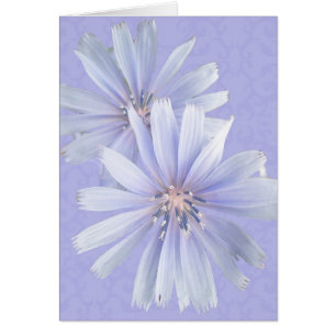 Cartão Chicória - Cornflower - Wildflower