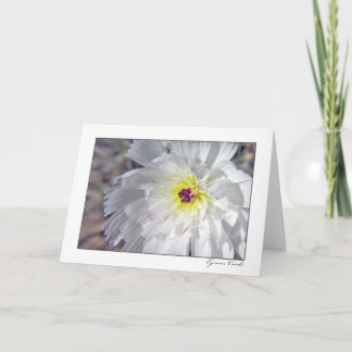 Cartão Chicória do deserto