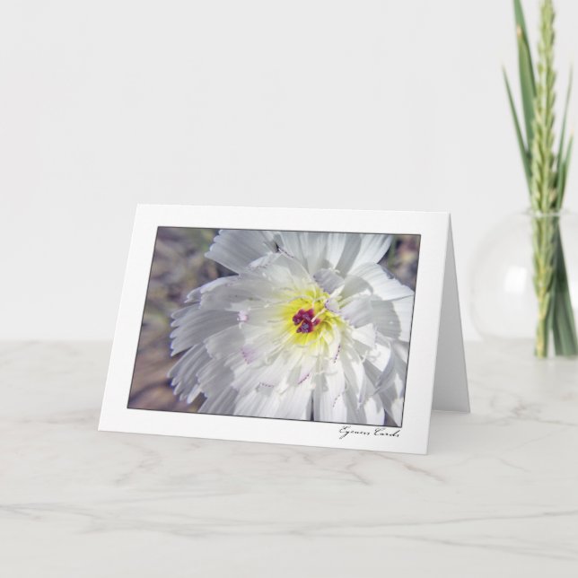 Cartão Chicória do deserto (Frente)