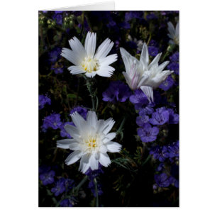 Cartão Chicória e Phacelia Wildflower
