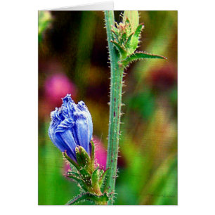 Cartão Chicória Não Aberta