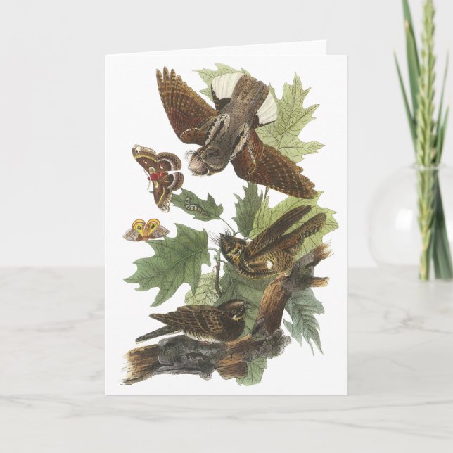 Cartão Chicote-pobre-, John Audubon (Frente)