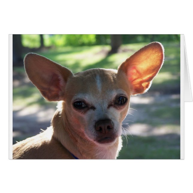 Cartão chihuahua (Frente Horizontal)