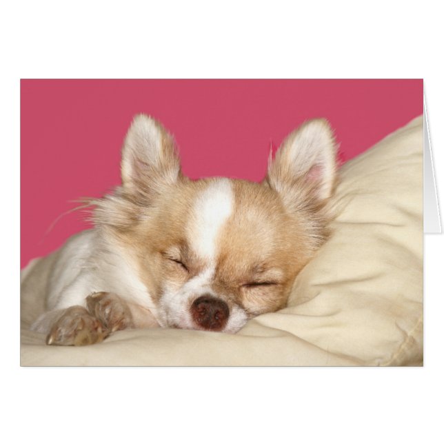 Cartão Chihuahua de cabelo longo (Frente Horizontal)