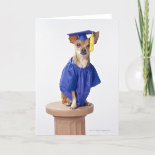 Cartão Chihuahua dog wearing graduation uniform, studio