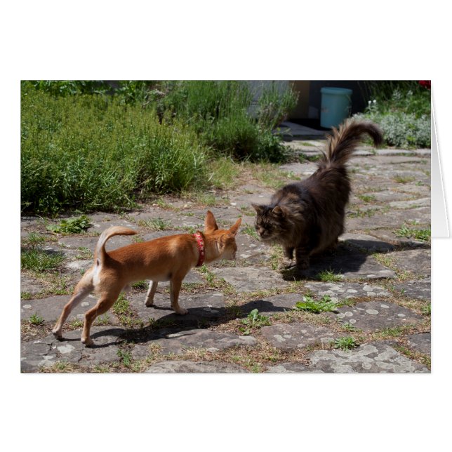 Cartão Chihuahua encontra gato (Frente horizontal)