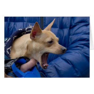 Cartão Chihuahua gritando