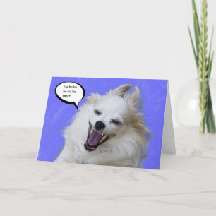 Cartão Chihuahua longa de riso do cabelo pelo foco para