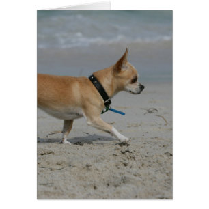 Cartão Chihuahua na praia