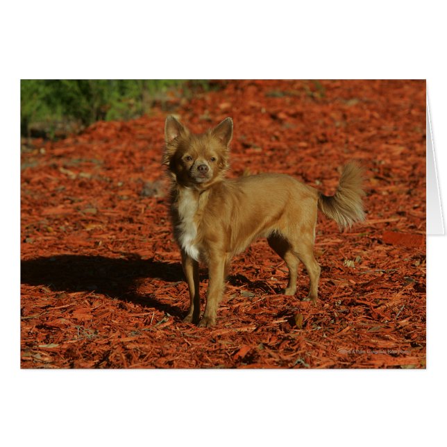 Cartão Chihuahua olhando para a câmera (Frente Horizontal)