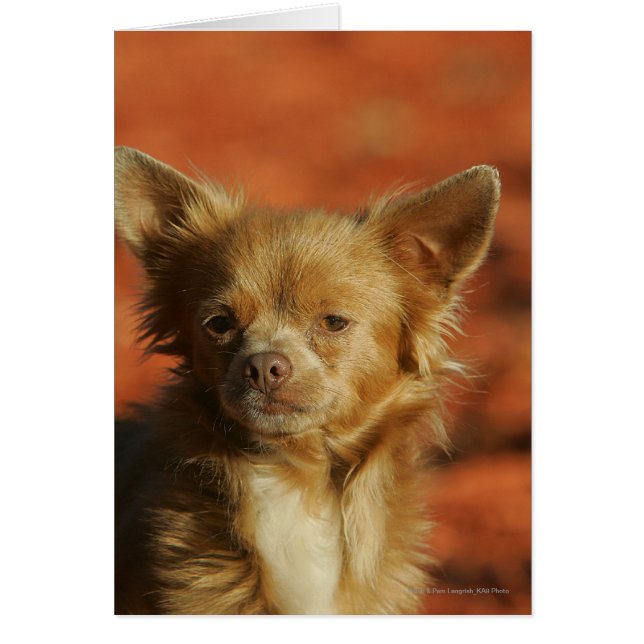 Cartão Chihuahua Puppy (Frente)