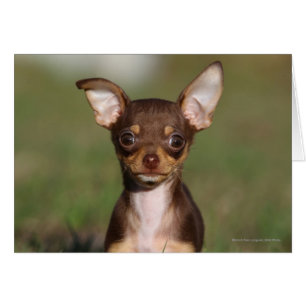 Cartão Chihuahua Puppy olhando para a câmera
