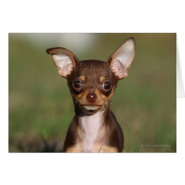 Cartão Chihuahua Puppy olhando para a câmera (Frente Horizontal)