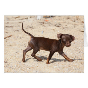 Cartão Chihuahua Puppy Walking