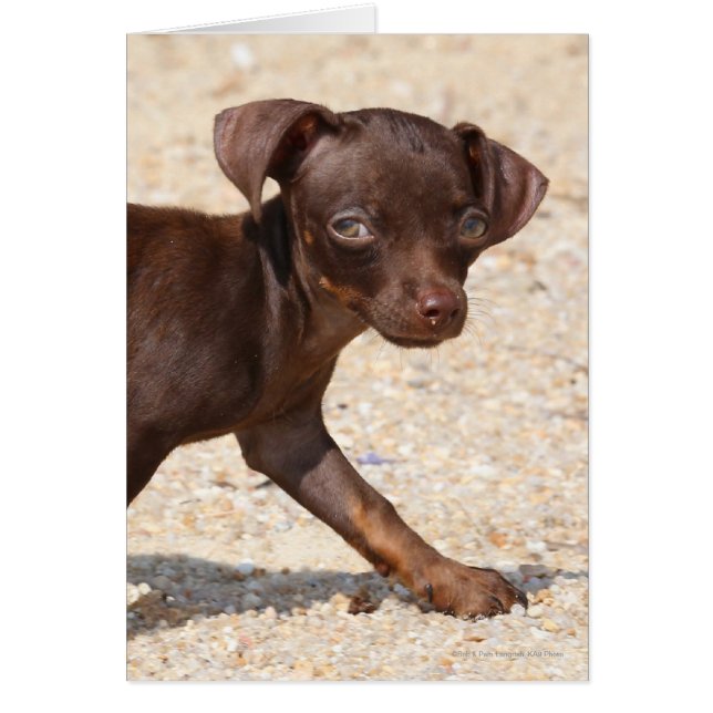 Cartão Chihuahua Puppy Walking (Frente)