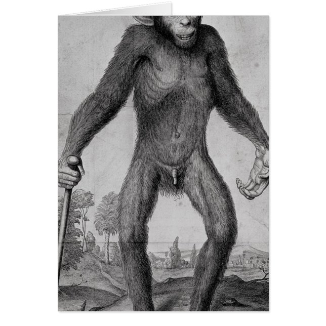 Cartão Chimpanzé, 1699 (Frente)