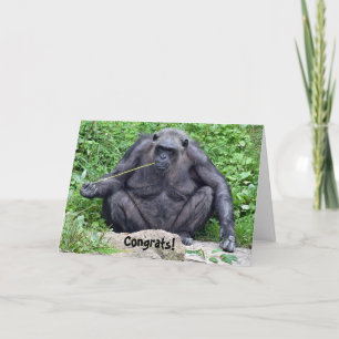 Cartão chimpanzé de reforma na rocha