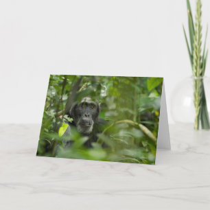 Cartão Chimpanzee Hidden Amongst Vegetation
