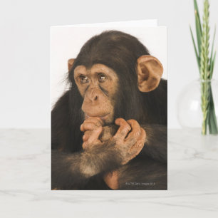 Cartão Chimpanzee (Pan troglodytes). Young playfull 2