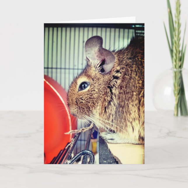 Cartão Chinchilla (Frente)