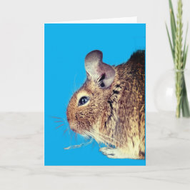 Cartão Chinchilla