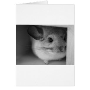 Cartão Chinchilla Cute