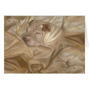 Cartão Chinês Shar Pei camuflado nos enrugamentos