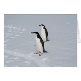 Cartão Chinstrap Pinguins (HM)