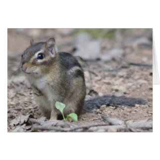 Cartão Chipmunk
