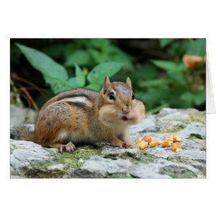 Cartão Chipmunk Com Placa Cheeks Enchida