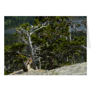 Cartão Chipmunk em Two Medicine Lake Overlook